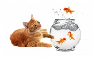 عکس گربه و ماهی